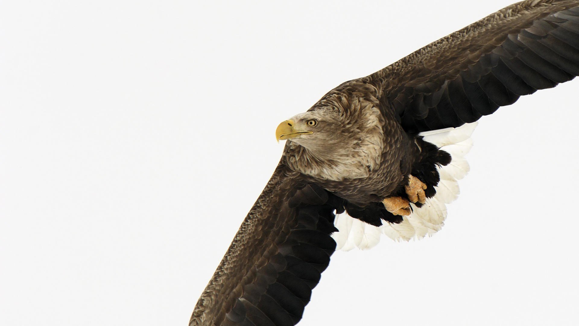 japan, White Wallpaper