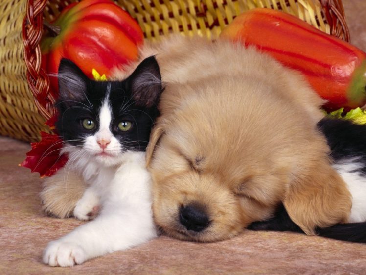 cats, Animals, Dogs HD Wallpaper Desktop Background