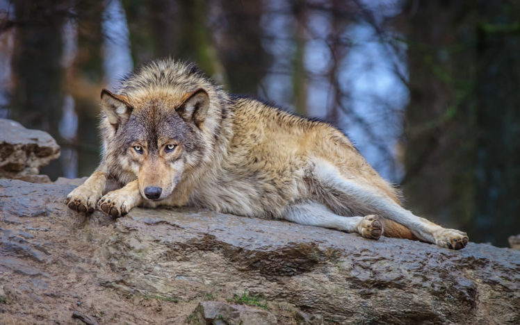 wolf, Wolves HD Wallpaper Desktop Background