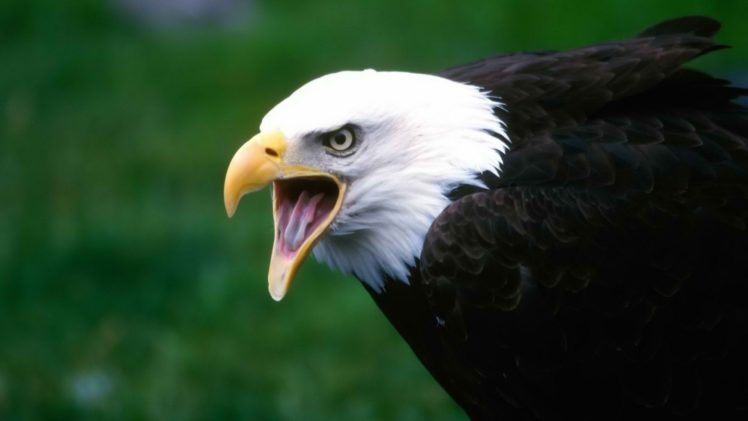eagles, Bald, Eagles HD Wallpaper Desktop Background
