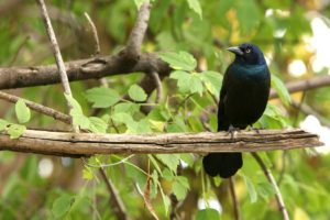 trees, Birds, Animals, Leaves, Branches, Iridescence, Grackle