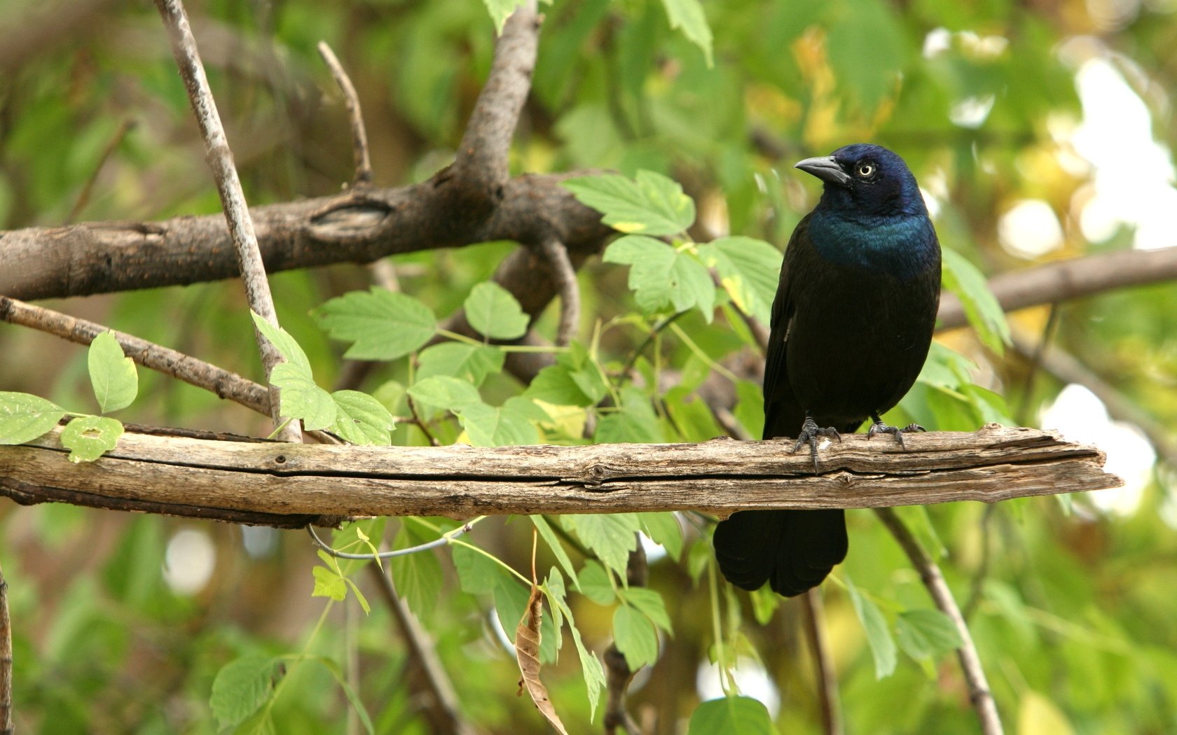 trees, Birds, Animals, Leaves, Branches, Iridescence, Grackle Wallpaper