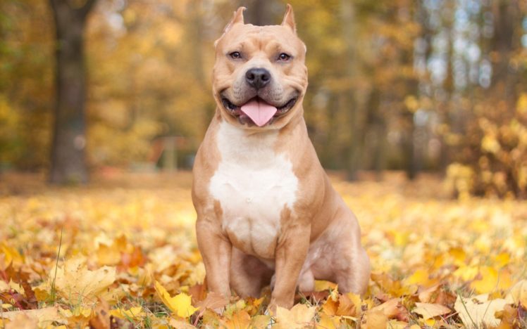nature, Autumn, Animals, Leaves, Dogs, Iron, Pitbull HD Wallpaper Desktop Background