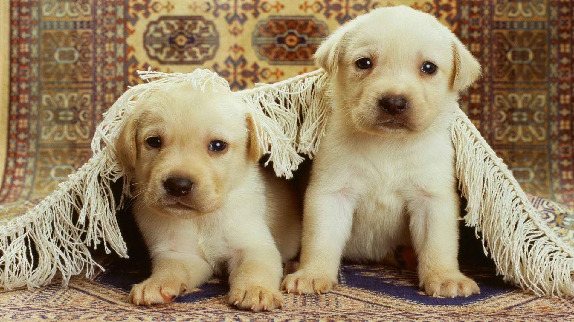 animals, Dogs, Puppies Wallpaper