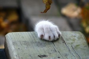 cats, Animals, Paws