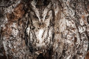 nature, National, Geographic, Owls, Photographers, Disguise