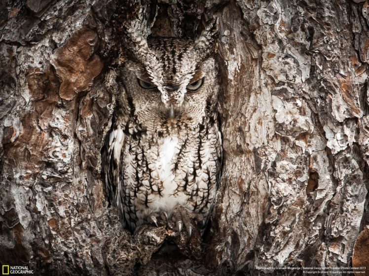 nature, National, Geographic, Owls, Photographers, Disguise HD Wallpaper Desktop Background