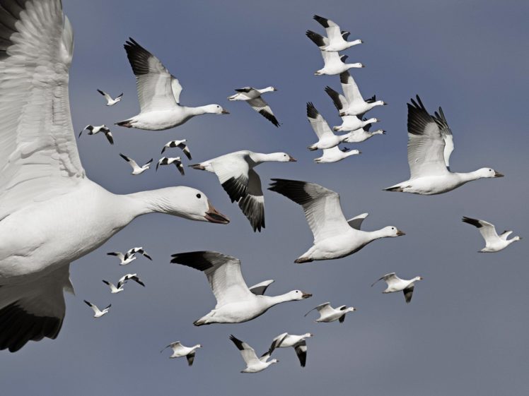 birds, Flock, Flight, Geese HD Wallpaper Desktop Background