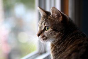 cats, Animals, Window, Panes, Domestic, Cat