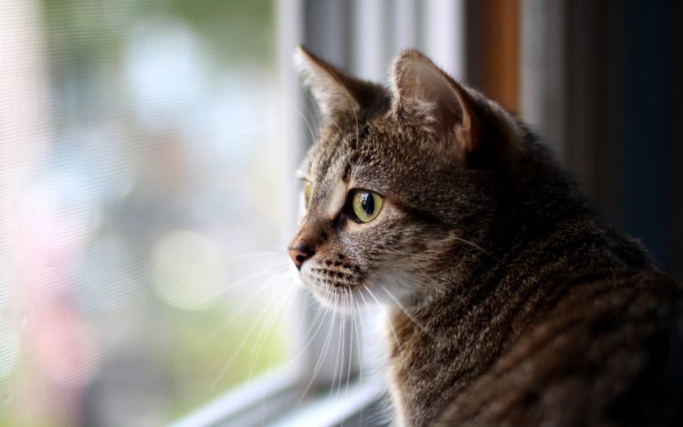 cats, Animals, Window, Panes, Domestic, Cat HD Wallpaper Desktop Background