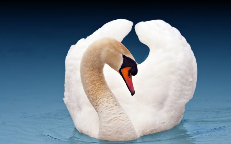 water, Blue, Birds, Animals, Swans, Lakes HD Wallpaper Desktop Background