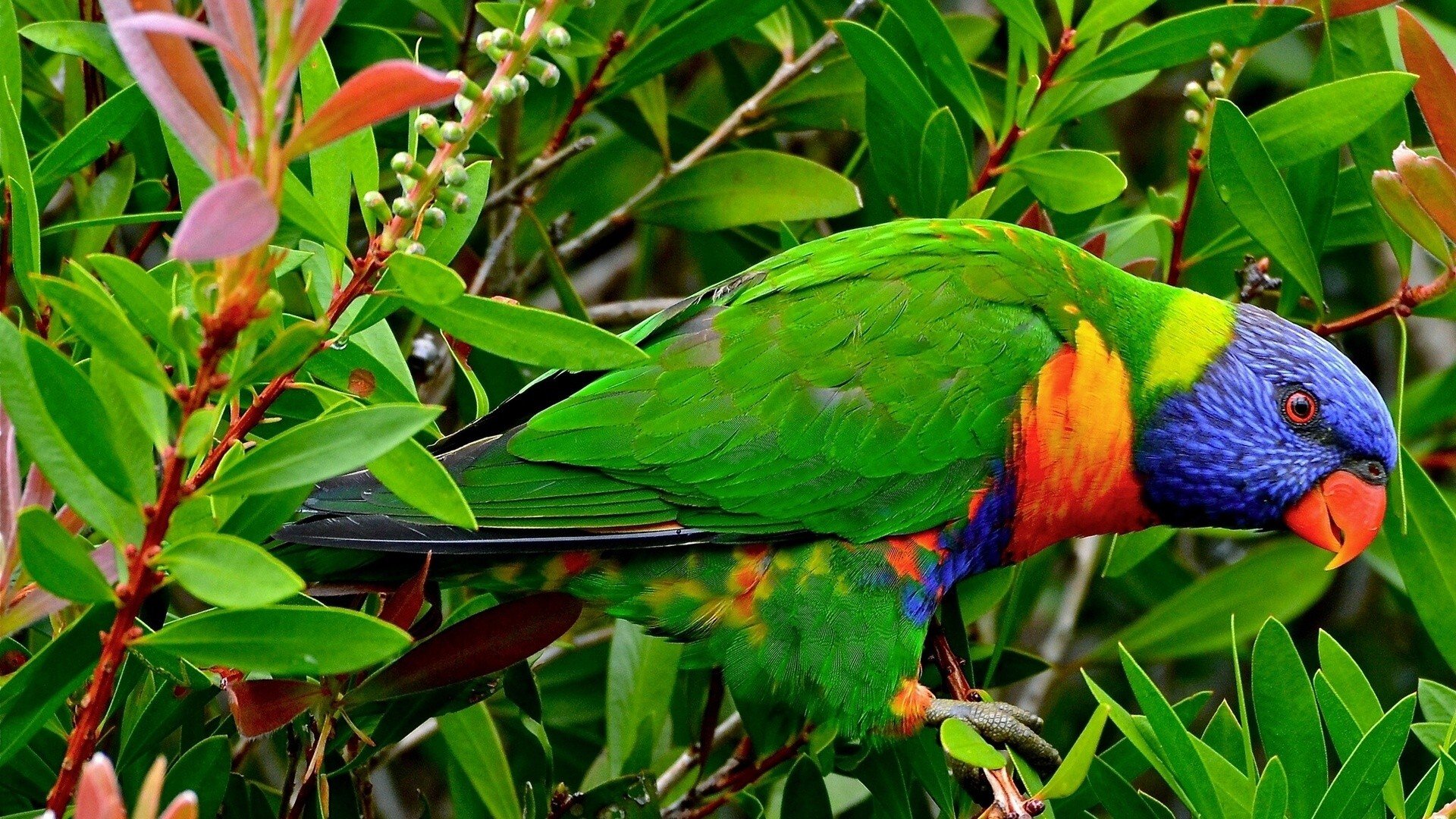 multicolor, Birds, Animals, Tropical, Parrots, Rainbow, Lorikeet Wallpaper