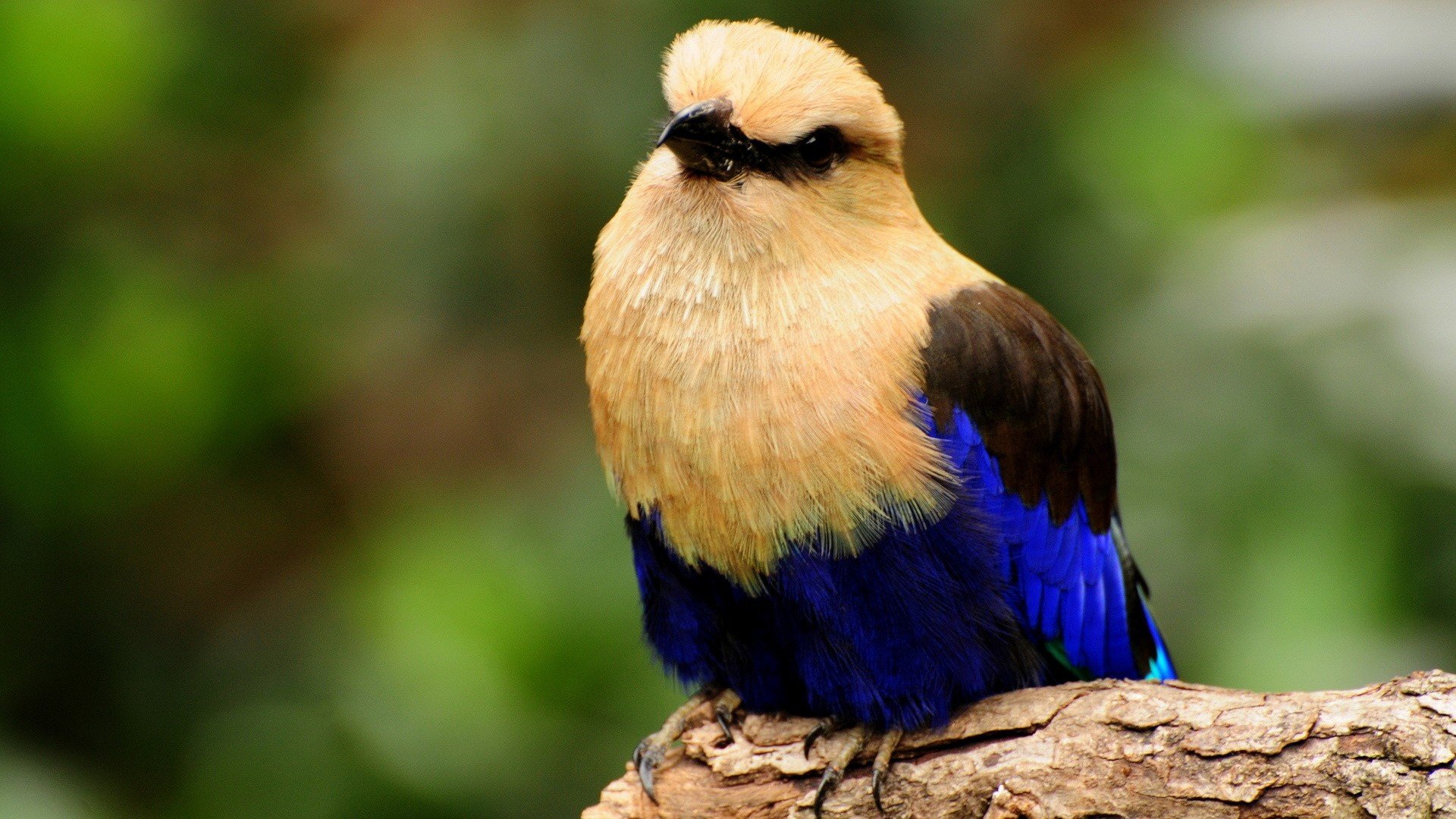 birds, Blue bellied, Roller Wallpaper