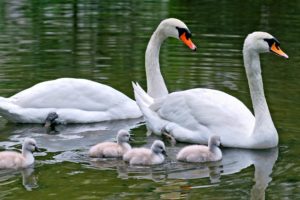 water, Birds, Family, Animals, Swans, Baby, Birds