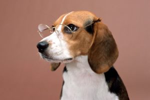 animals, Dogs, Glasses, Beagle