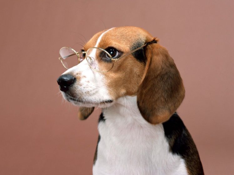 animals, Dogs, Glasses, Beagle HD Wallpaper Desktop Background