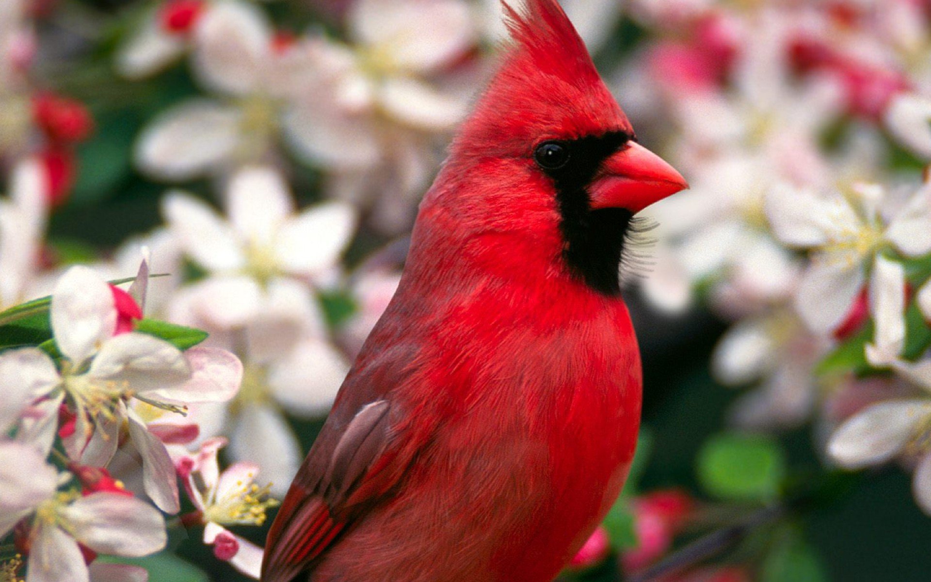 close up, Flowers, Birds, Cardinal, Northern, Cardinal, Blurred, Background Wallpaper