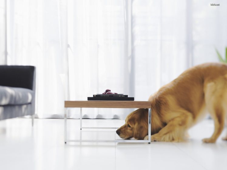 design, Dogs, Interior, Golden, Retriever HD Wallpaper Desktop Background