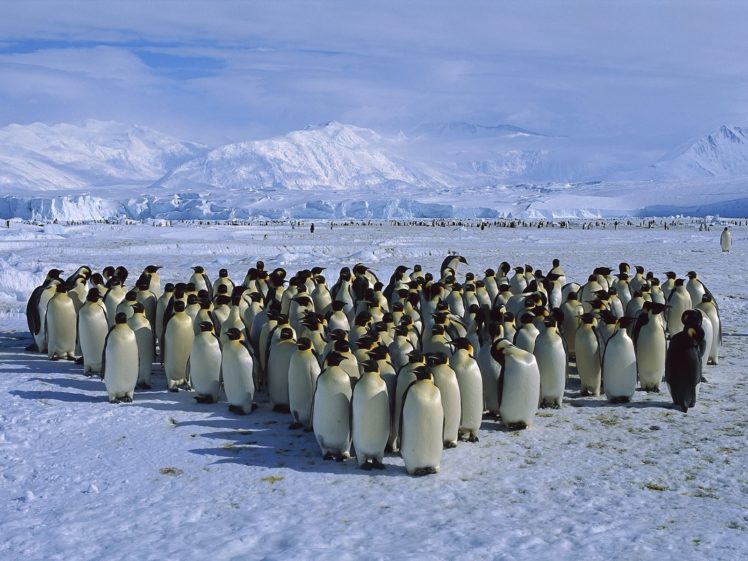 ice, Birds, Penguins HD Wallpaper Desktop Background