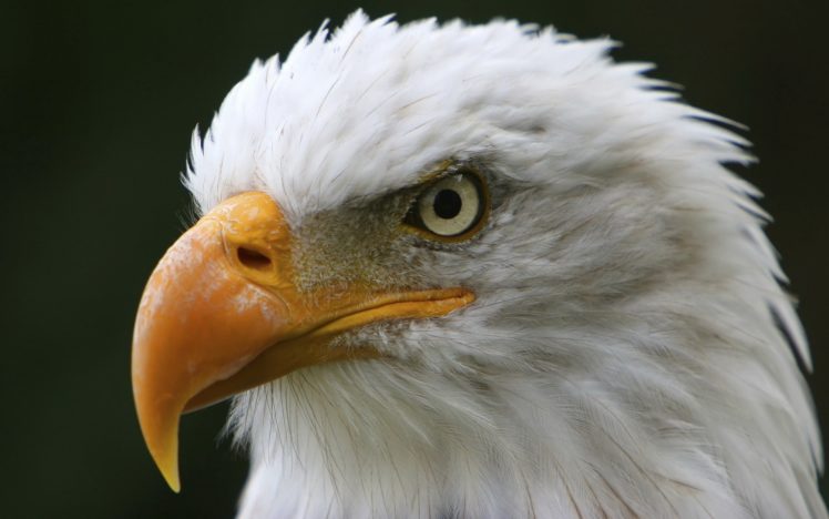 birds, Eagles HD Wallpaper Desktop Background