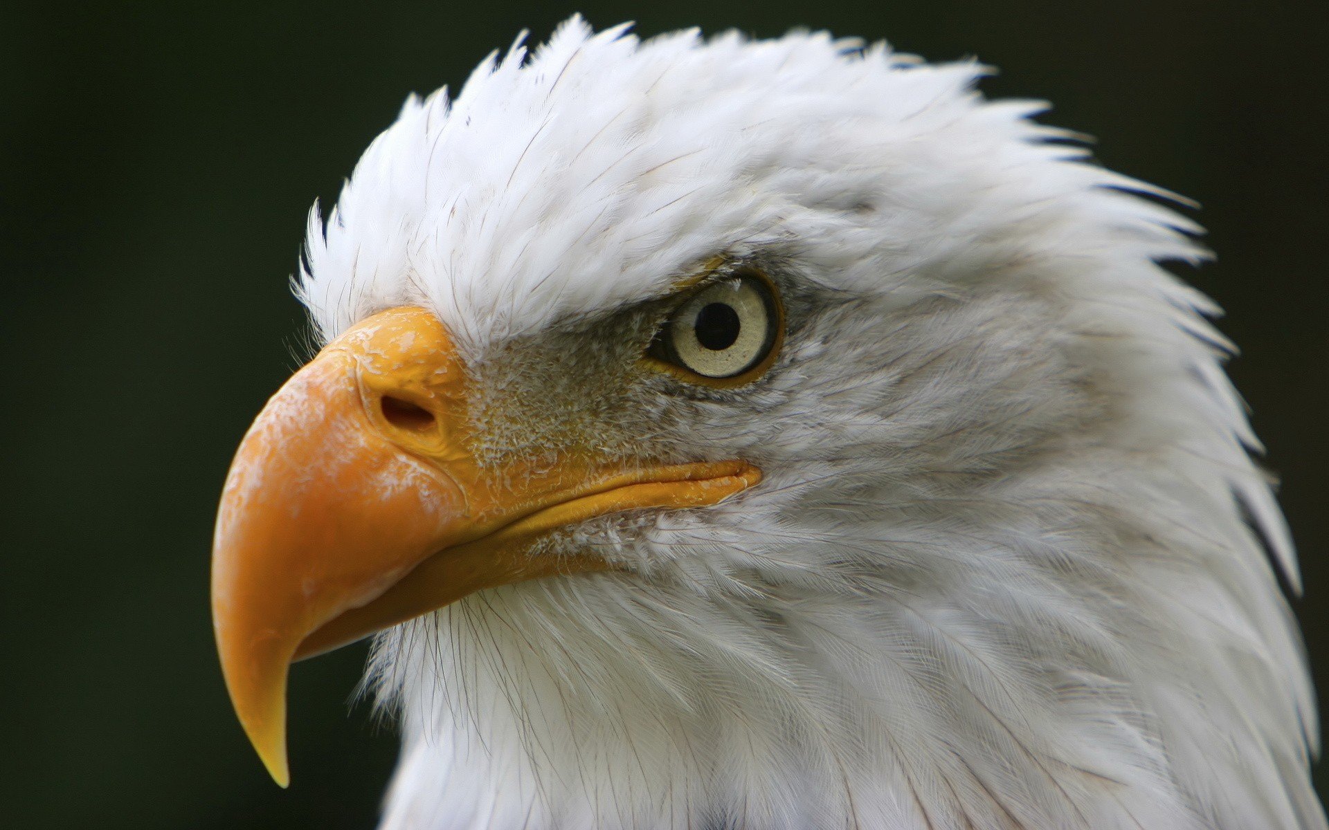 birds, Eagles Wallpaper