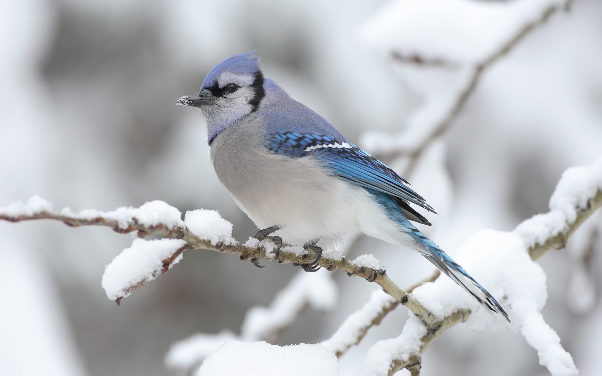 birds, Blue, Jay Wallpaper