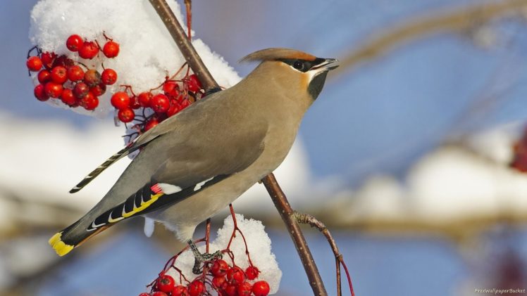 snow, Birds, Berries, Waxwing HD Wallpaper Desktop Background