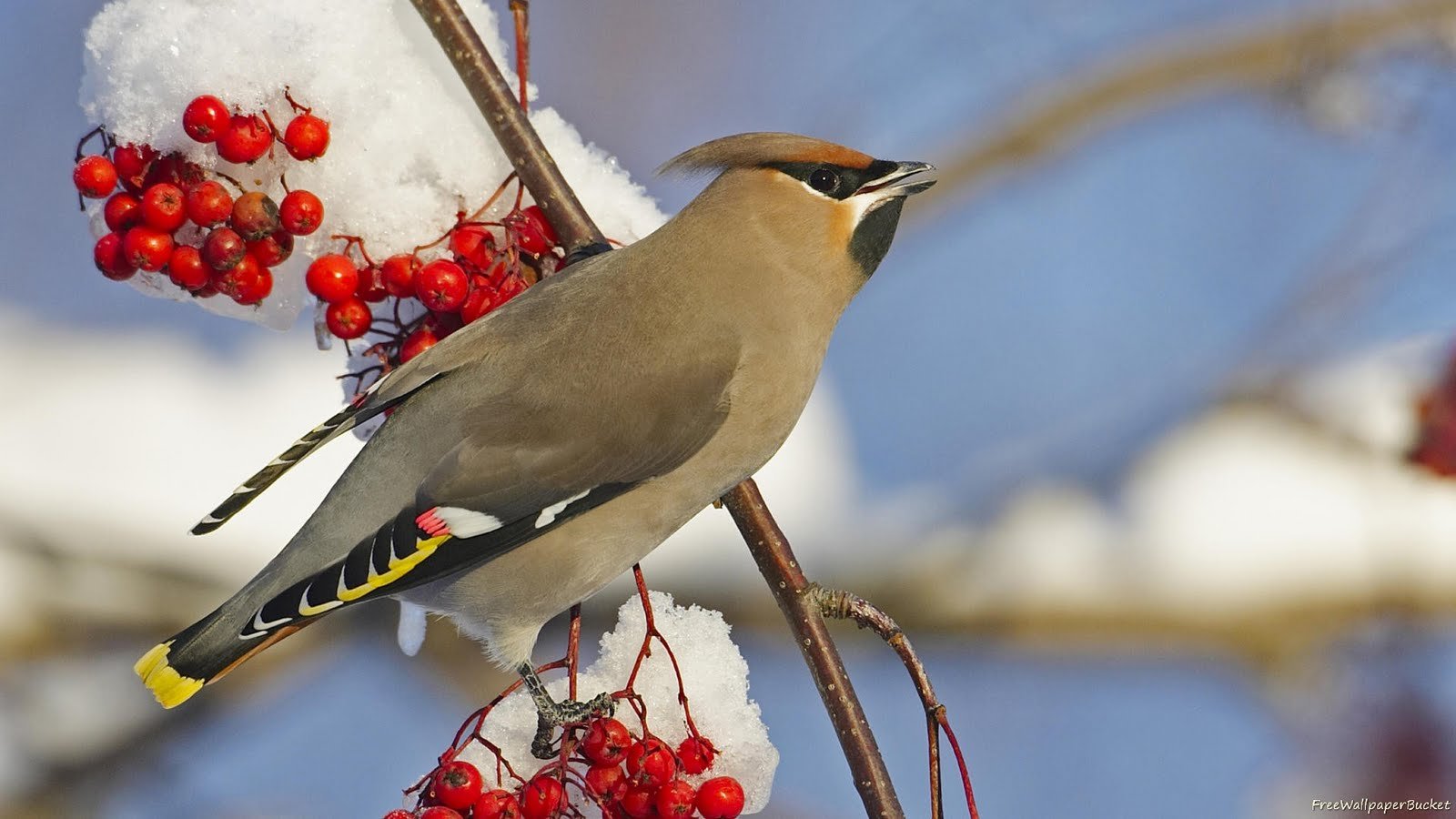 snow, Birds, Berries, Waxwing Wallpaper