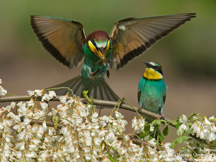 nature, Birds, Bee, Eaters HD Wallpaper Desktop Background