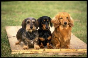 three varieties of dachshund 415019