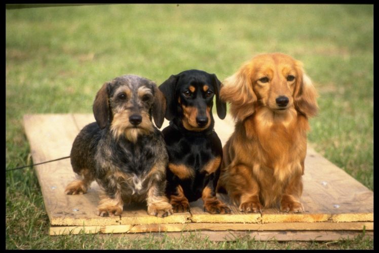 three varieties of dachshund 415019 HD Wallpaper Desktop Background