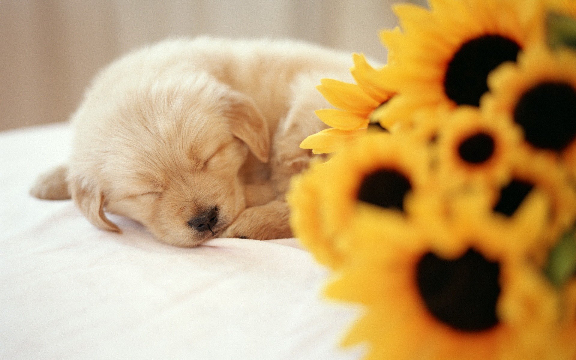 animals Wallpaper