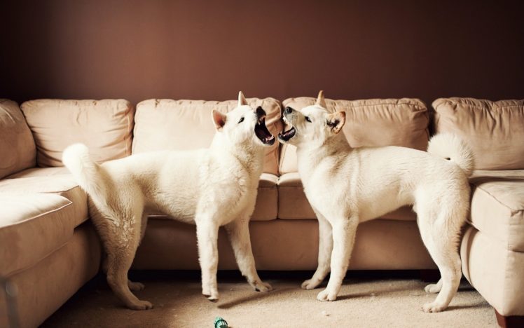 dogs, Shiba, Inu, Playing HD Wallpaper Desktop Background