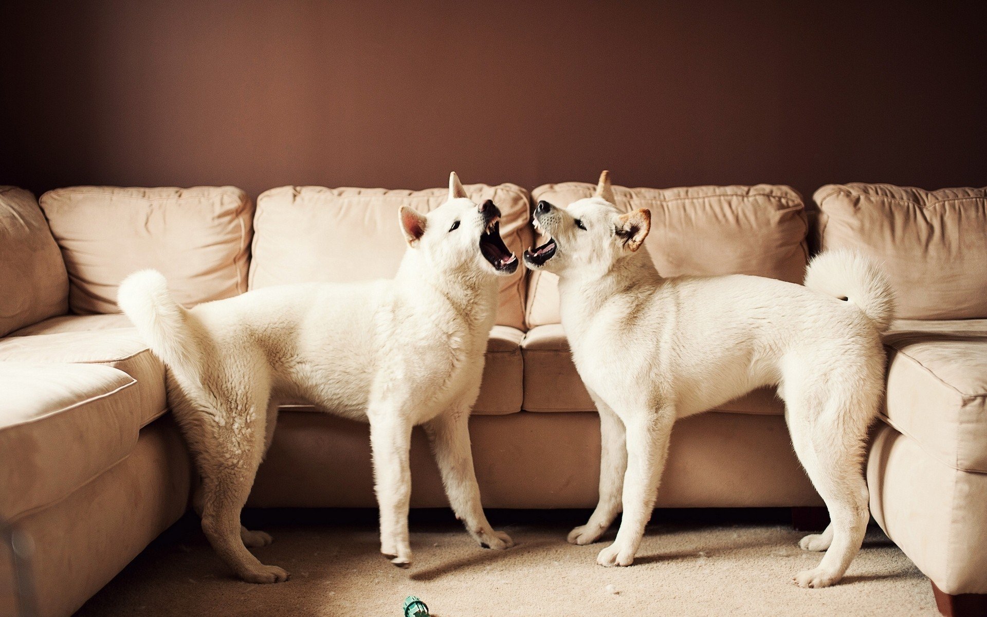 dogs, Shiba, Inu, Playing Wallpaper