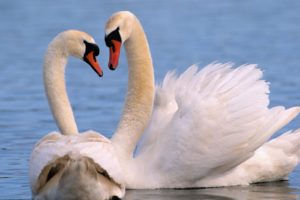 birds, Swans, Lakes