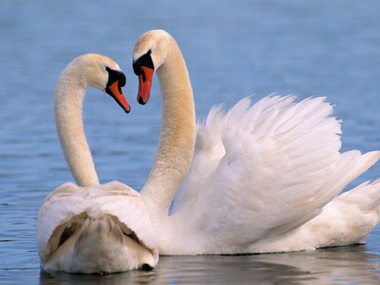 birds, Swans, Lakes HD Wallpaper Desktop Background