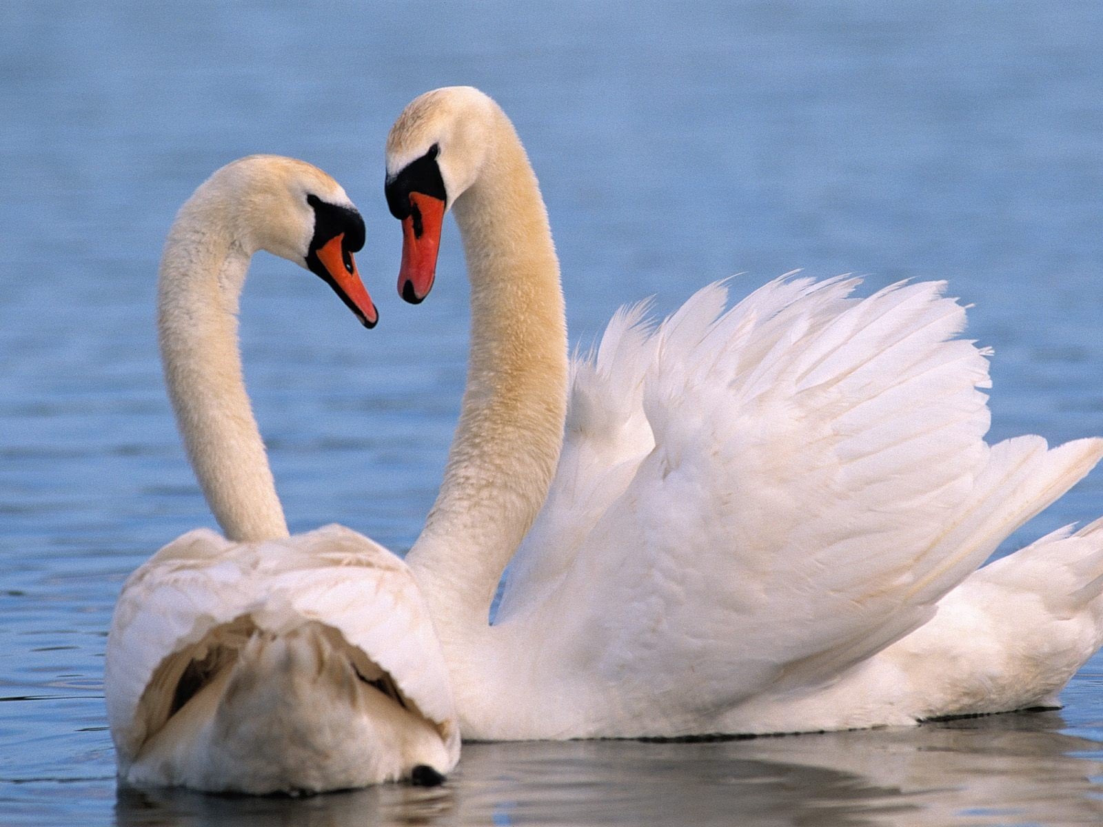 birds, Swans, Lakes Wallpaper