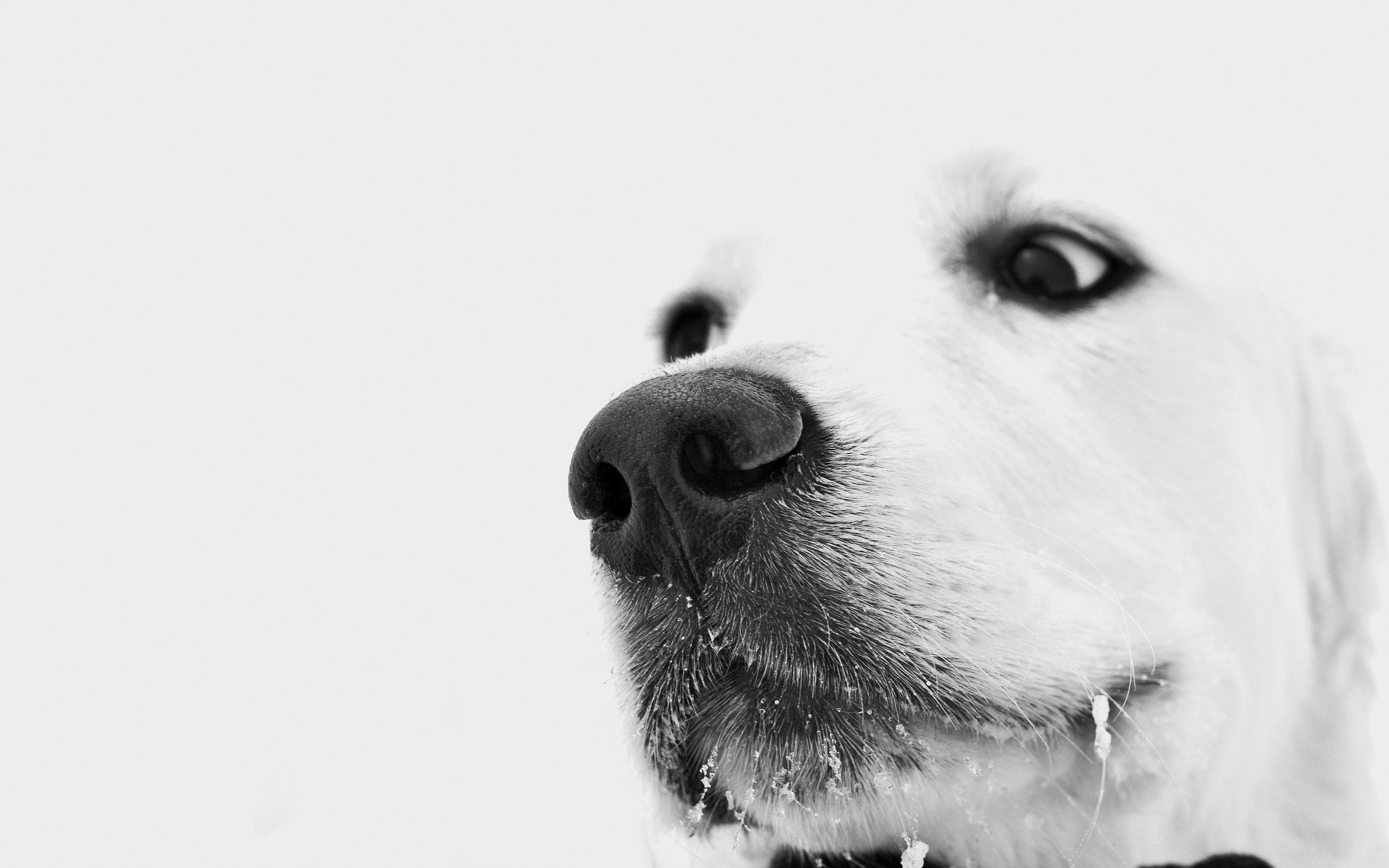 close up, Snow, Dogs Wallpaper