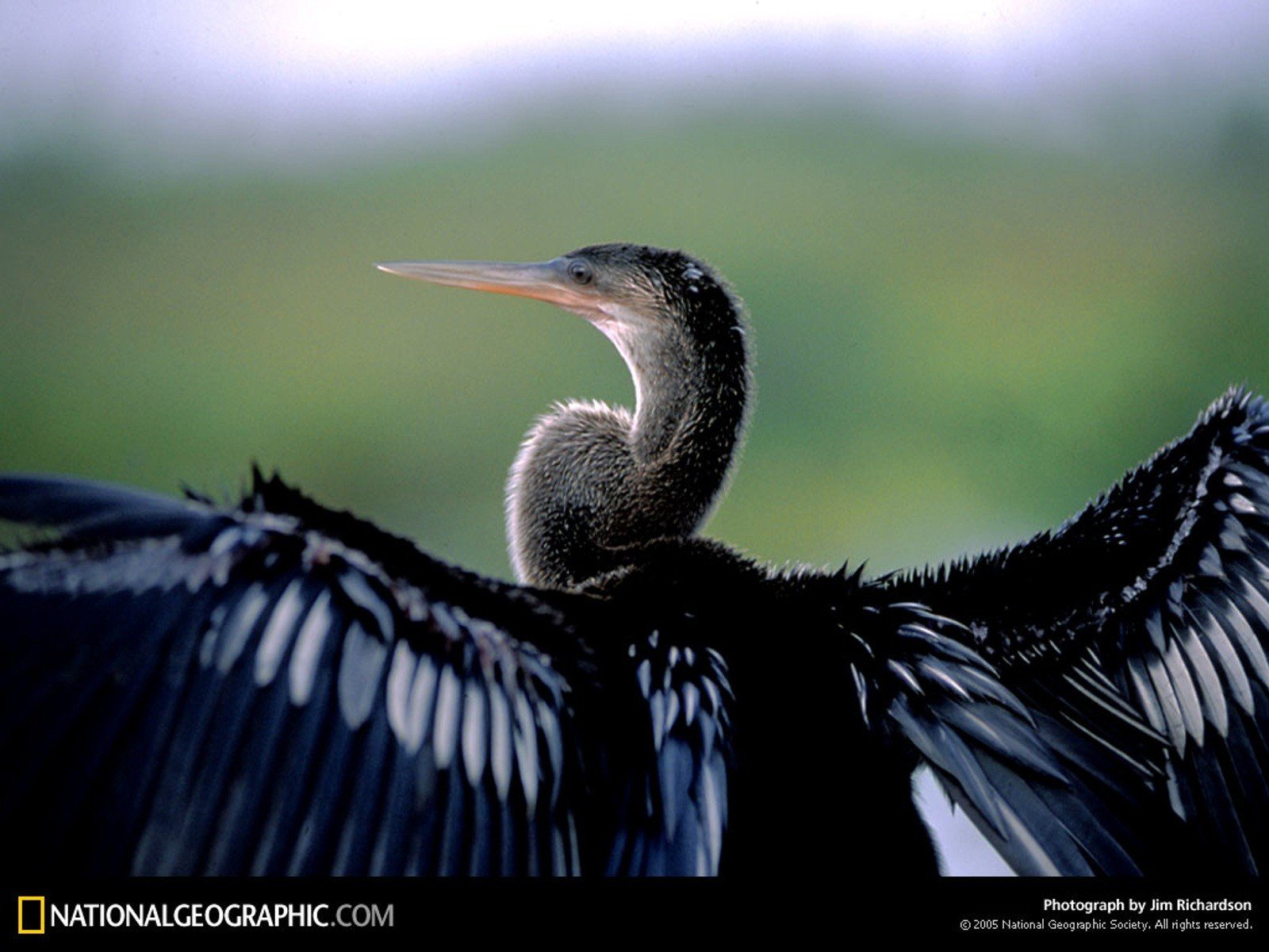 birds, National, Geographic Wallpaper