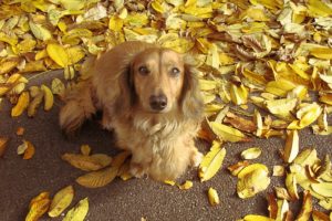 animals, Leaves, Dogs, Mammals, Fallen, Leaves
