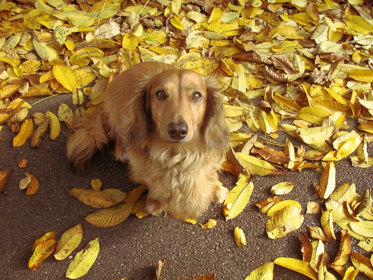 animals, Leaves, Dogs, Mammals, Fallen, Leaves HD Wallpaper Desktop Background