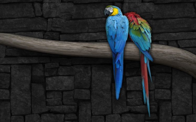 birds, Wildlife HD Wallpaper Desktop Background