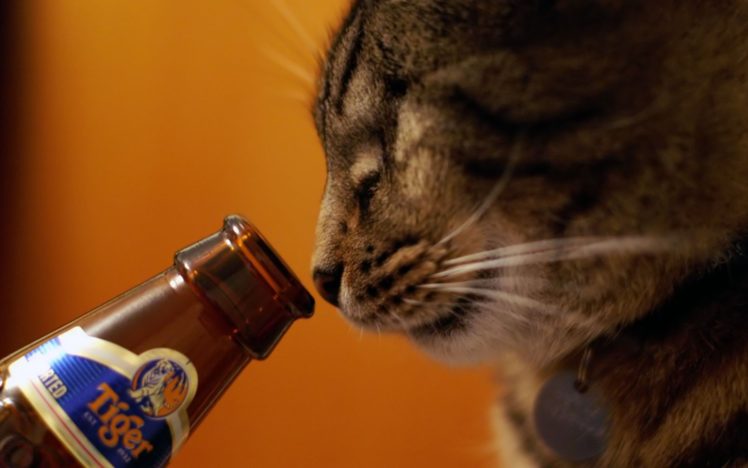 beers, Cats, Animals, Tigers, Alcohol, Drinks, Pets HD Wallpaper Desktop Background