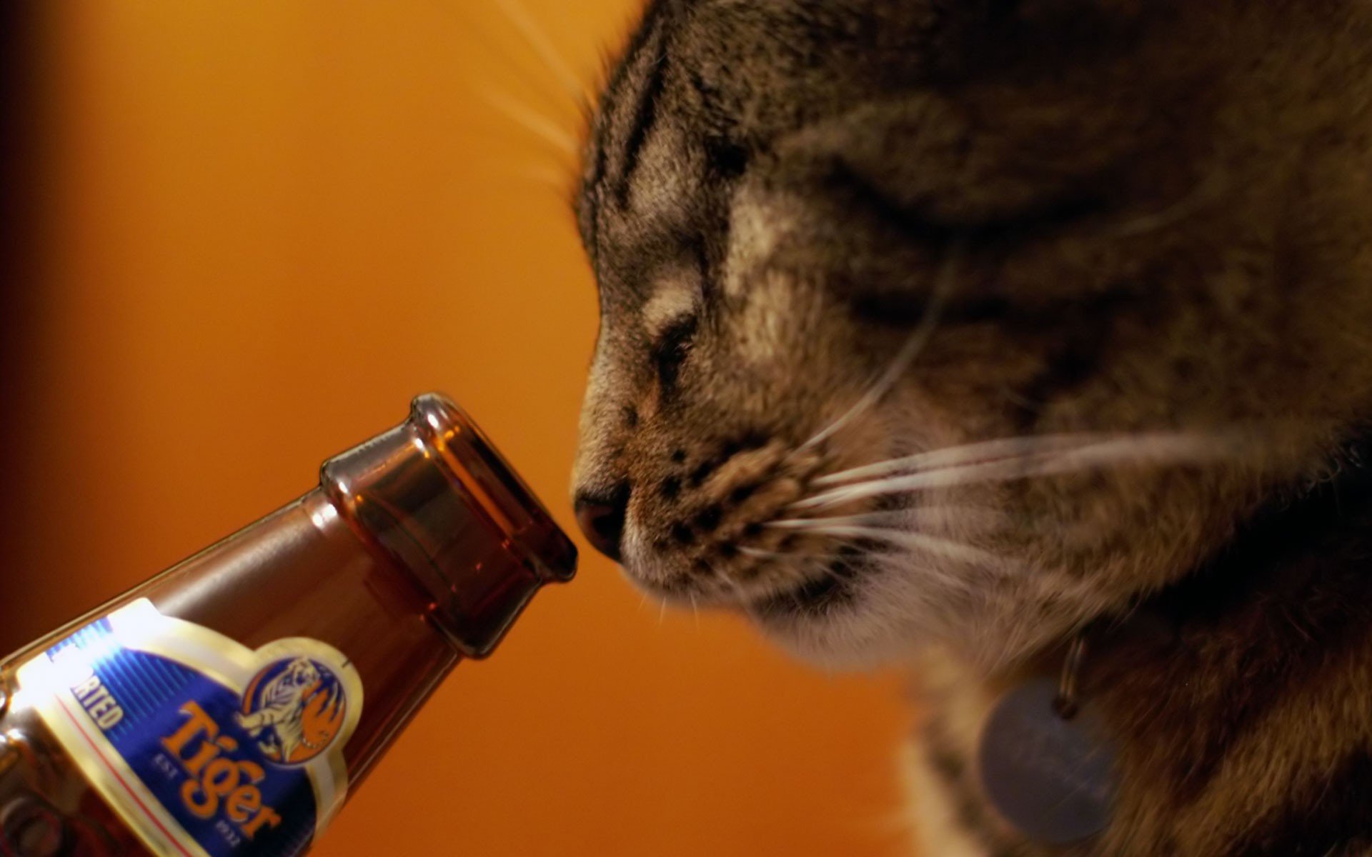 beers, Cats, Animals, Tigers, Alcohol, Drinks, Pets Wallpaper