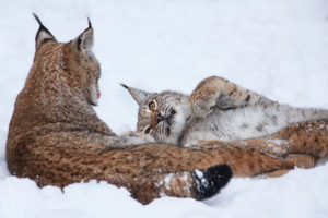 big, Cats, Lynx, Glance, Snow, Snout, Winter
