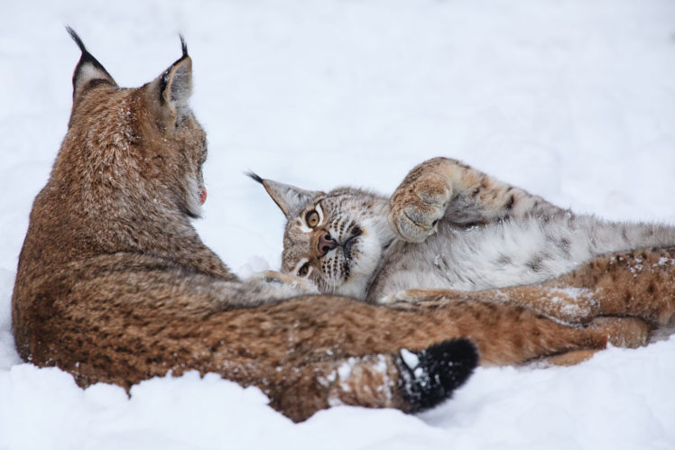 big, Cats, Lynx, Glance, Snow, Snout, Winter HD Wallpaper Desktop Background
