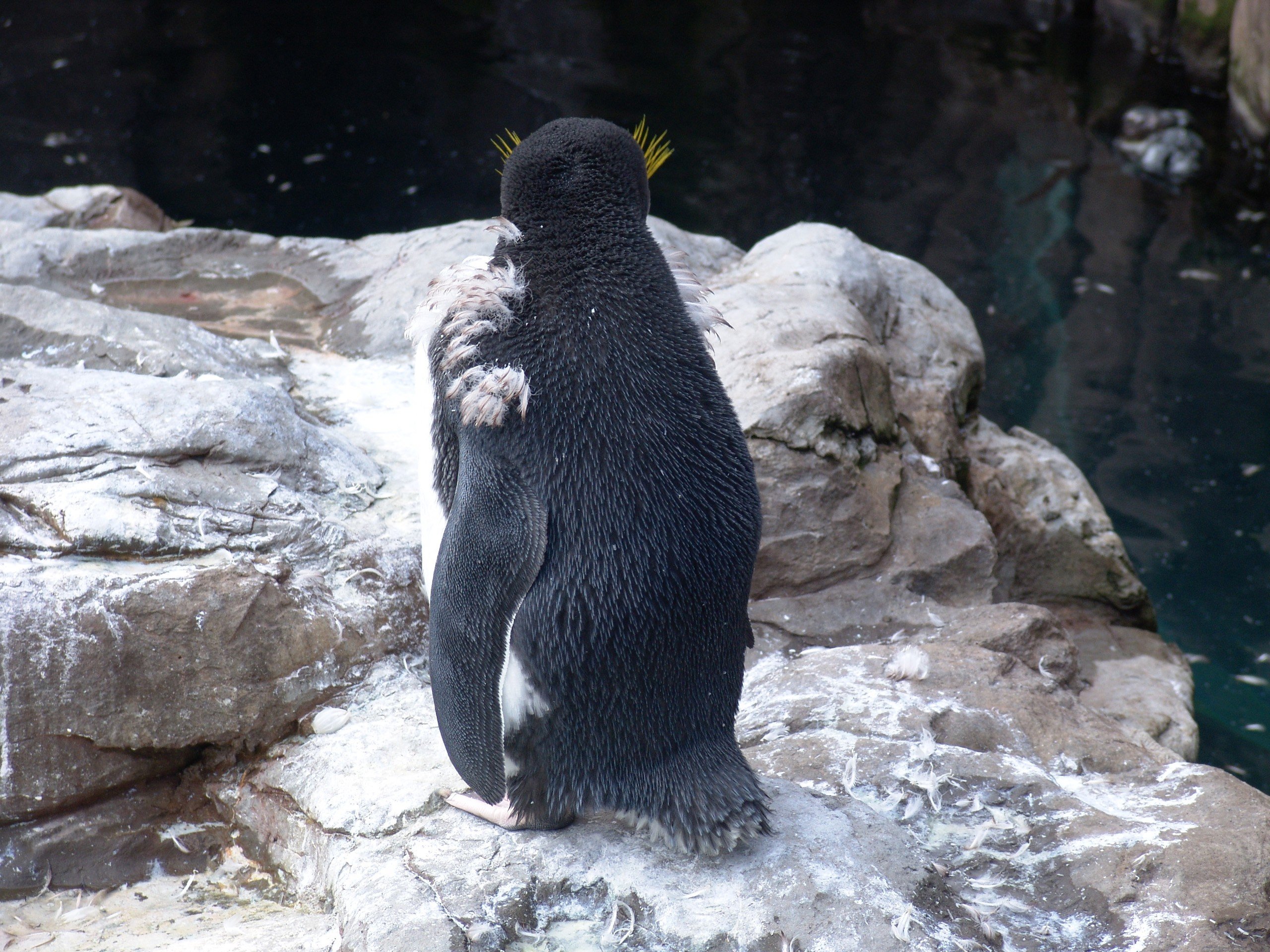 nature, Animals, Penguins, Rockhopper, Penguins Wallpaper