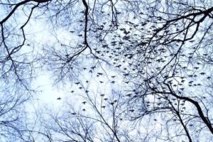 trees, Birds