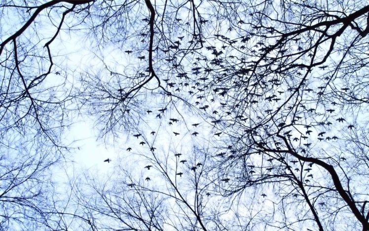 trees, Birds HD Wallpaper Desktop Background