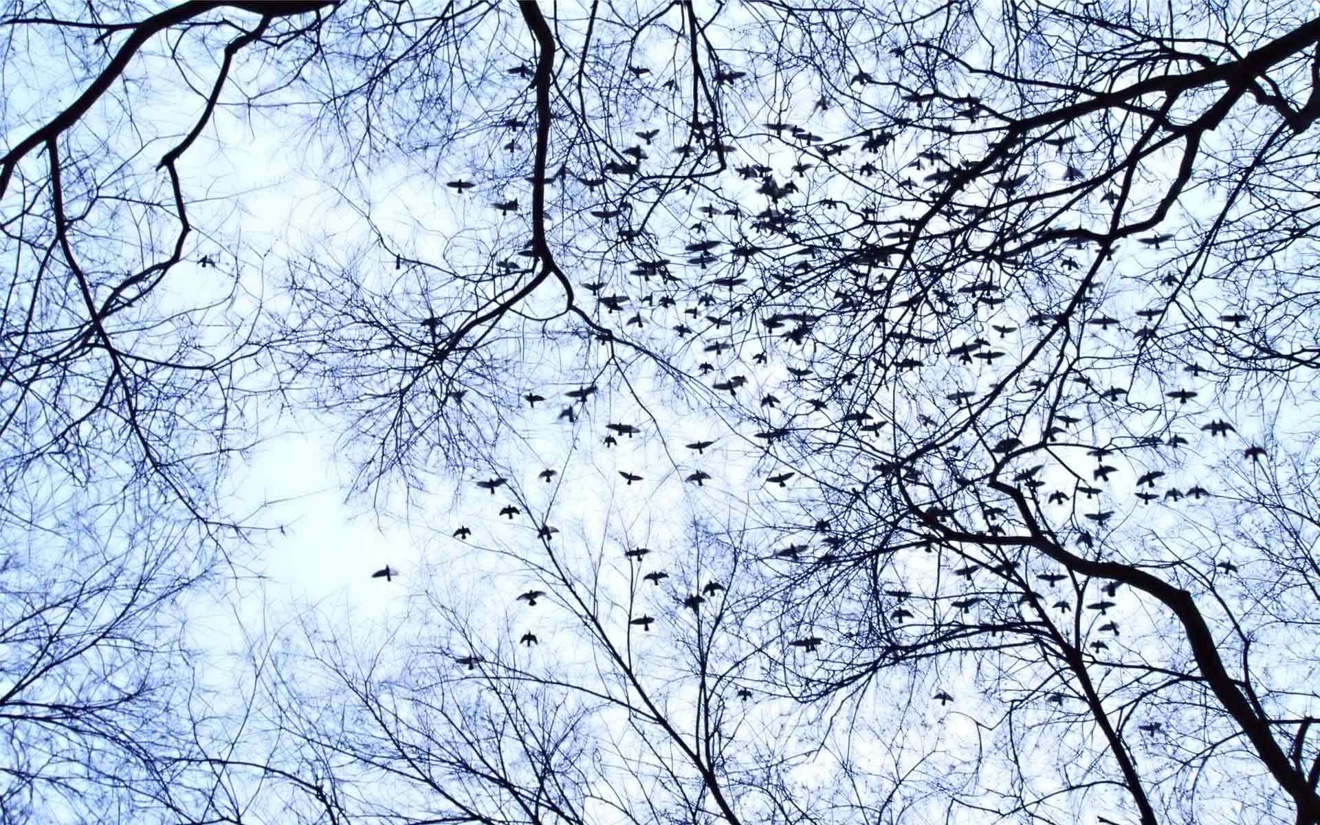 trees, Birds Wallpaper